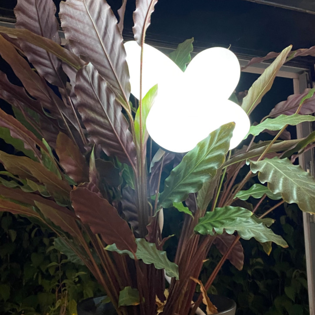 Maggee Lampada nomade e acrobata