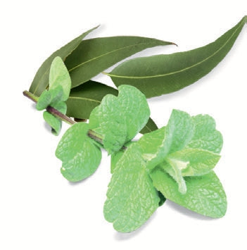 Essenze profumate per Aromaterapia in Acqua 5L