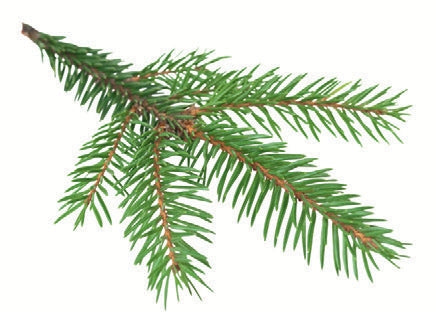 Essenze profumate per Cabine a Vapore 5L