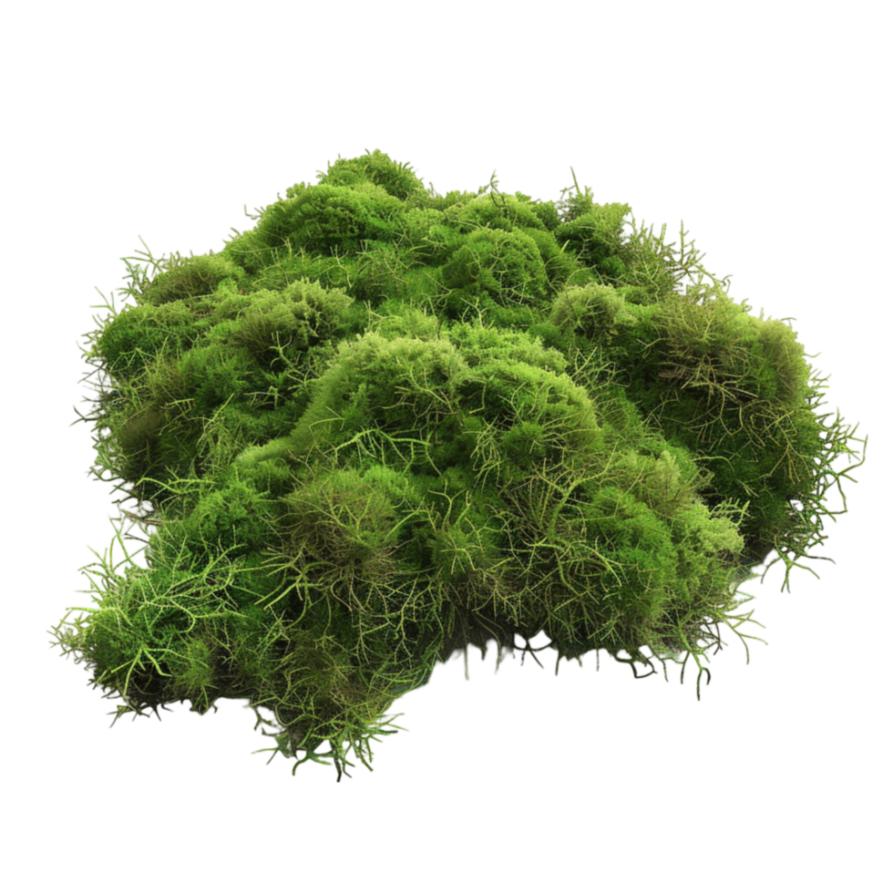 Essenze profumate per Aromaterapia in Acqua 5L