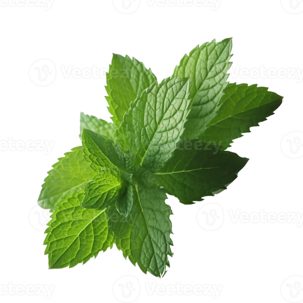 Essenze profumate per Aromaterapia in Acqua 5L