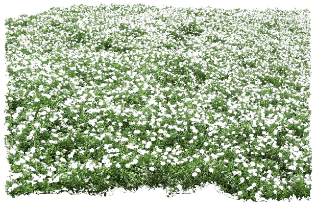 Essenze profumate per Aromaterapia in Acqua 5L