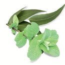Essenze profumate per Cabine a Vapore 5L
