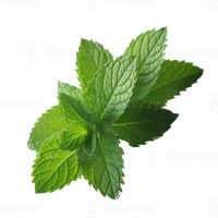 Essenze profumate per Cabine a Vapore 5L